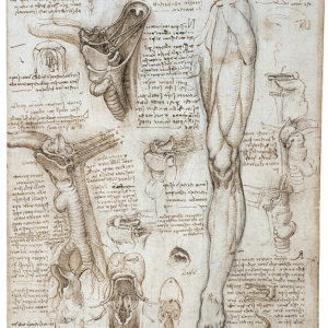 “Leonardo da Vinci: The Mechanics of Man” and “Visceral Bodies”