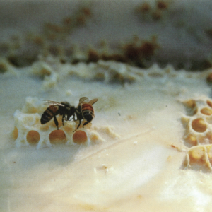 The Incredible Lightness of Bee-ing: An Interview with Aganetha Dyck