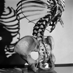 The Life of Bones
